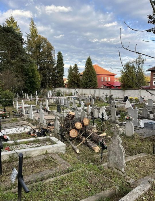Arborist, toaletari/taieri/curatari arbori, alpinist in copaci