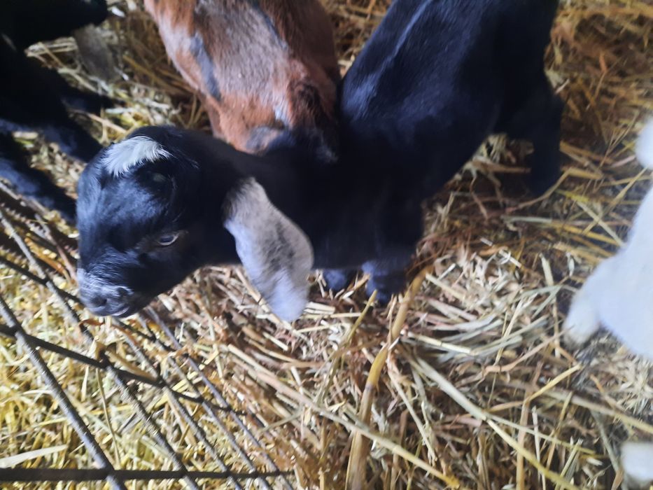 Vand Țapusor anglo-nubiana pur.