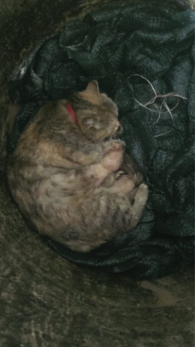 Котята в хорошие руки