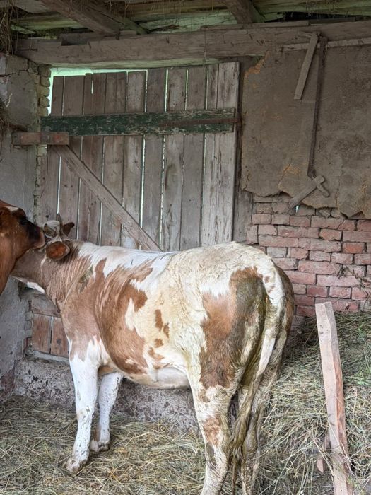 Vând junincă bălțată gestantă în 4 luni