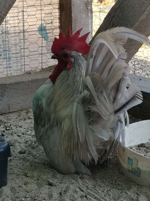 Chabo lavandă pereche
