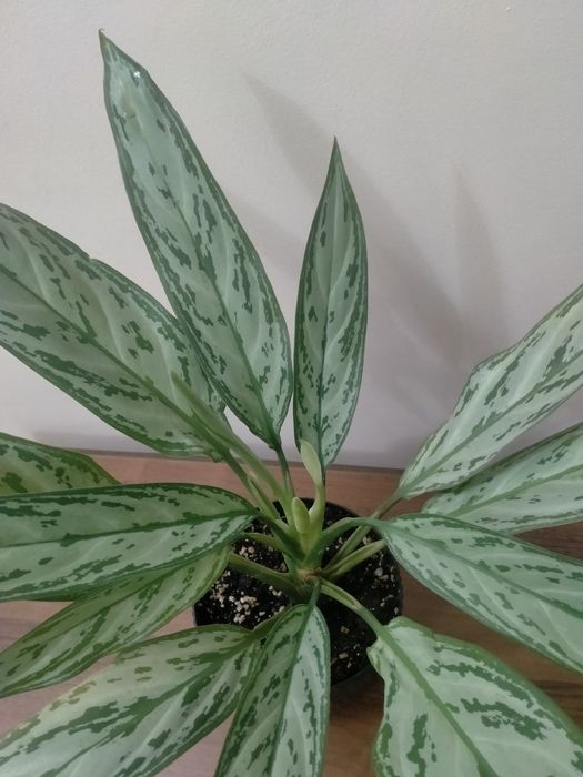 Продам аглаонему