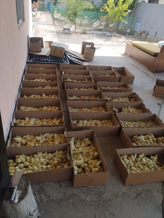 Бройлеры Кобб 500