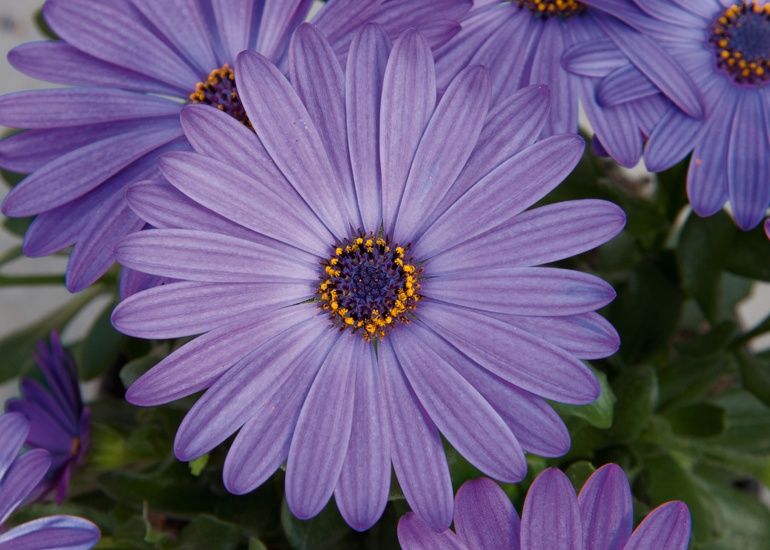 Продам, укоренённые еврочеренок остеоспермума