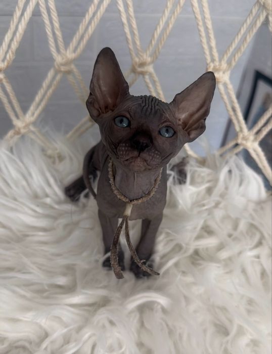Sphynx Canadian pedigree si teste