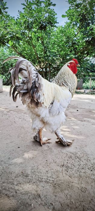 Vând găini brahma adulte