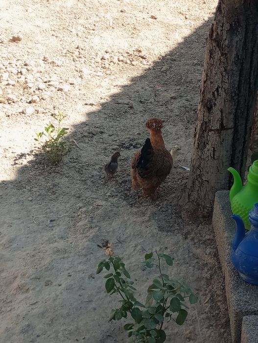 Ayollar tasmali erkaklar qattiq onlayn porno