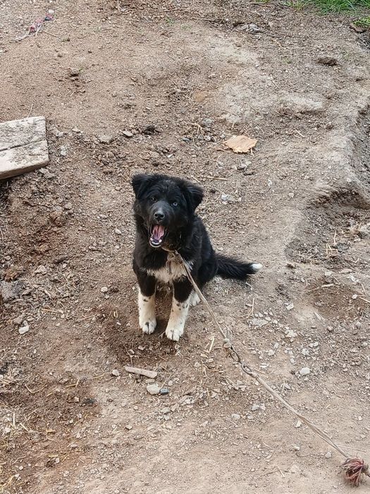 3 ойлик кучук сотилади онаси хаски отаси лайка бир кузи кук