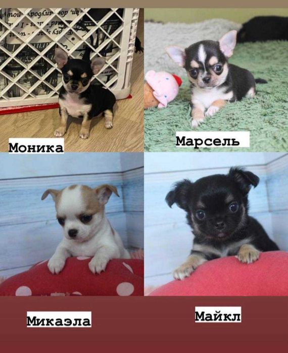 Помет породистых Чихуахуа