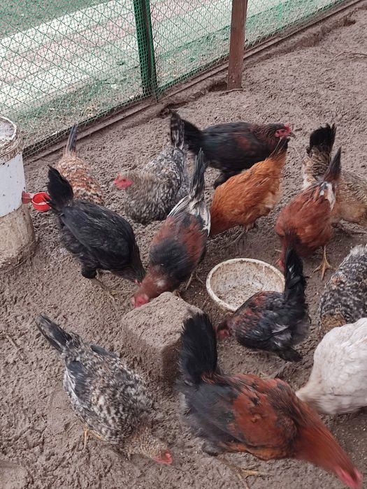 Петухи домашниее