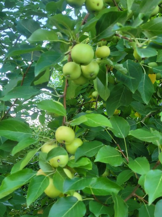 Продам дачу сад Березка