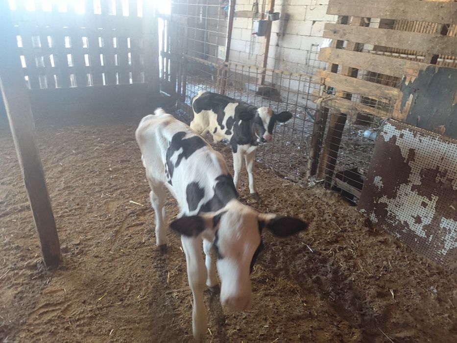 Vitei   Holstein