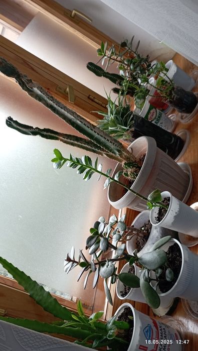 Цветы домашние.г.Астана