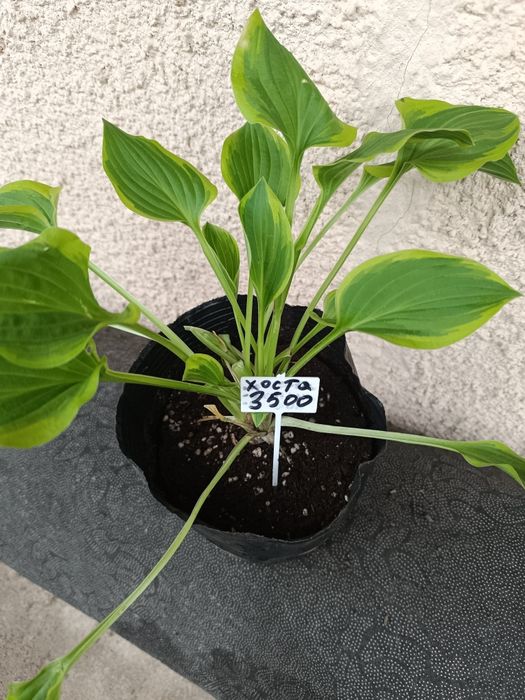 Продам хосты кусты