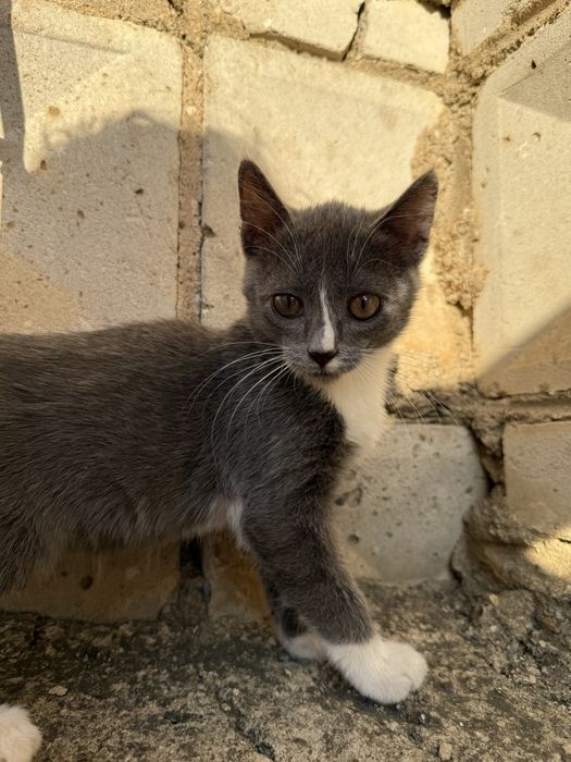Отдадим Котят в добрые руки