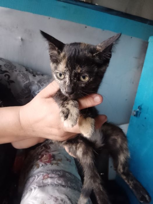 Отдам в хорошие руки кошек
