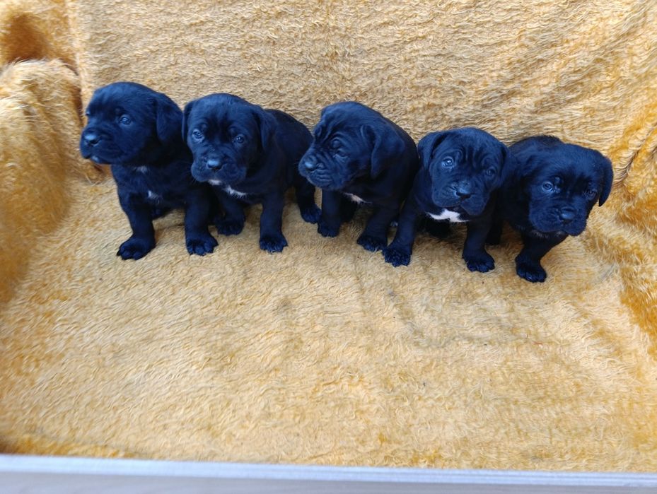 Кане Корсо с Паспорт !