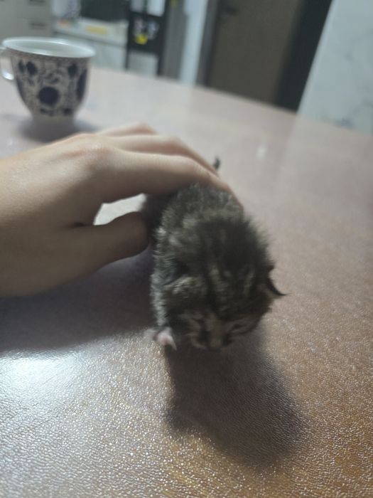 Котенок новорождённый