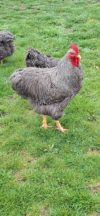 Oua pentru incubat Plymouth Rock barat -rasa pură