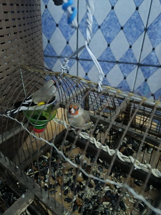 Щегол на продажу