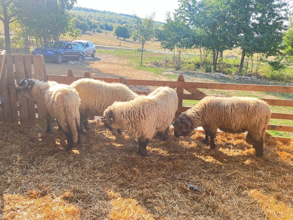 Vând berbeci bucalai