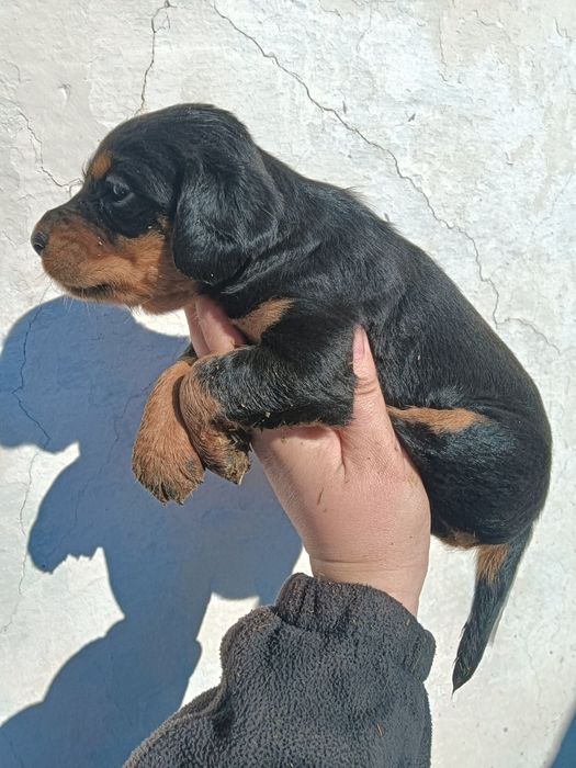 Щенок девочка 1.5 месяцев