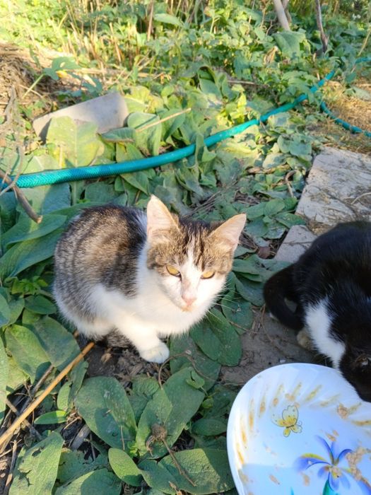 Отдаются в хорошие руки котята