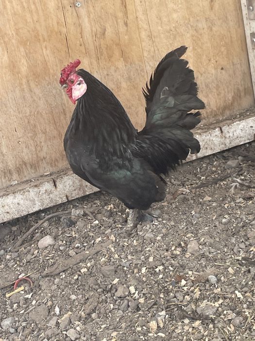 Ява петушок обмен