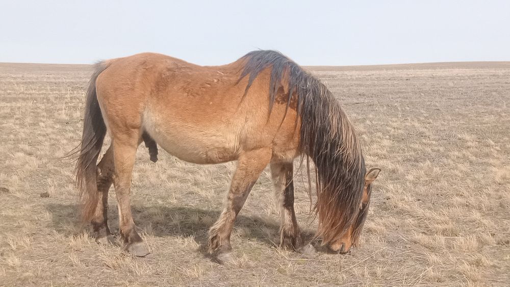 Мз айғыр сатылады