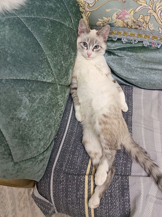 Кот пятимесячный тайский тебби очень красивый и игривый