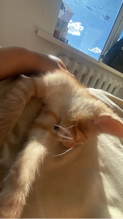 ласковый котик который подарит вам тепло)