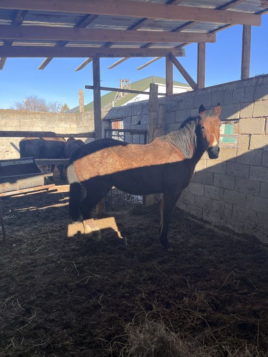 Полукровка байтал