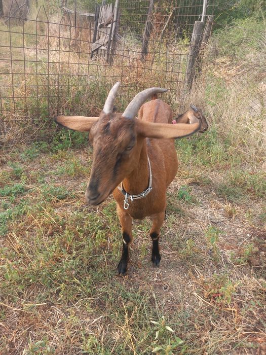 Vanzare capre de rasa