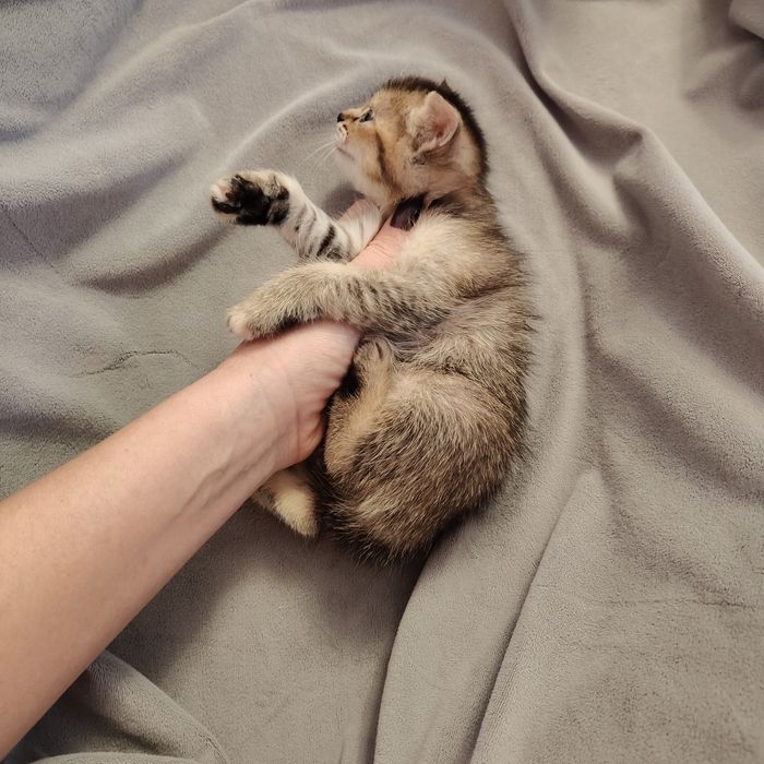 Чаузи котята Крупные n25