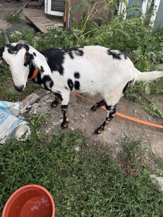 Продам козу породистая