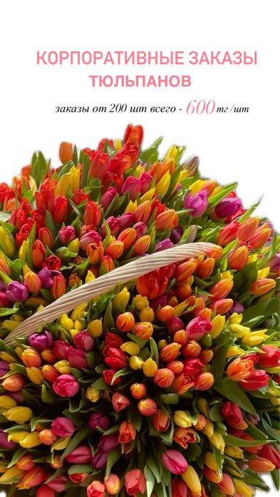 Тюльпаны голландские