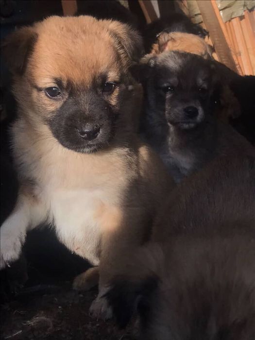 Отдадим щенков в добрые руки