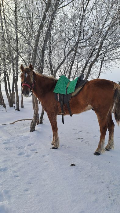 Верховой упитанный конь