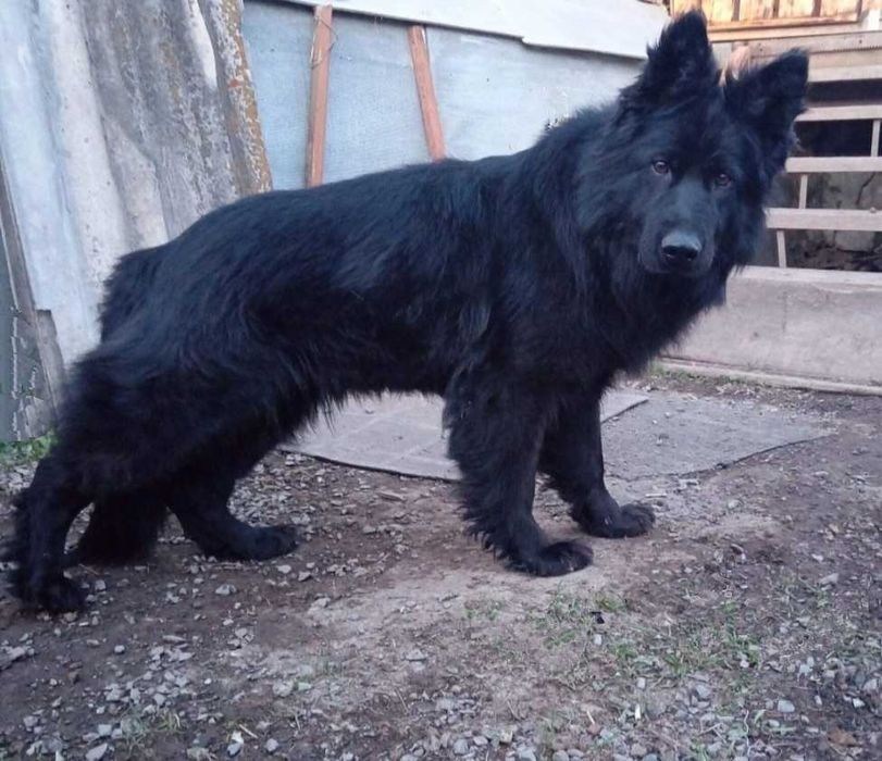 Немецкая Овчарка Щенки породистые