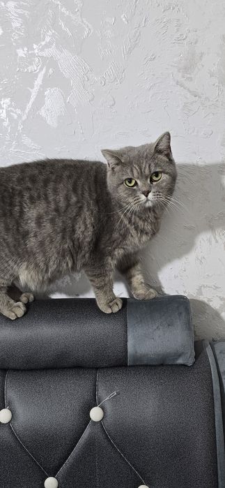 Skotish strayt qiz bola