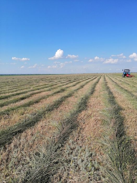 Продам сено в рулонах