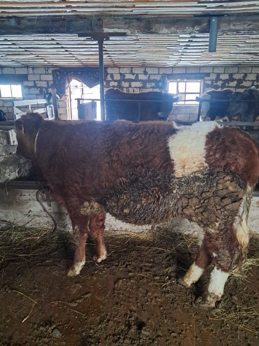 Таеугыз сатам 430 мын