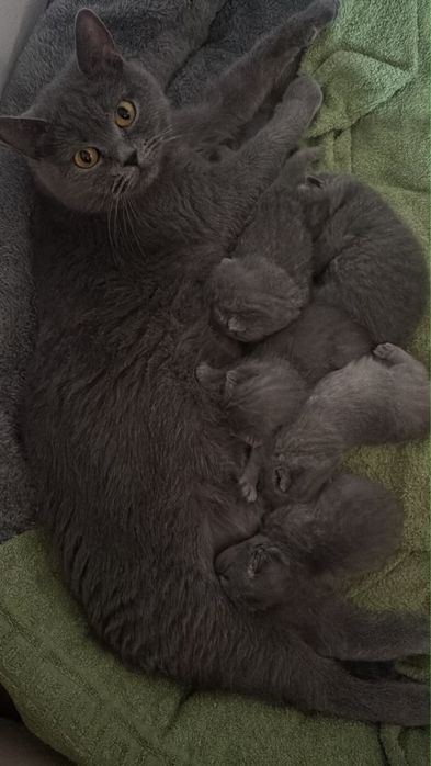 Кошка британская