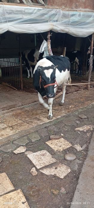 Gʻunajin  honanda boqilgan