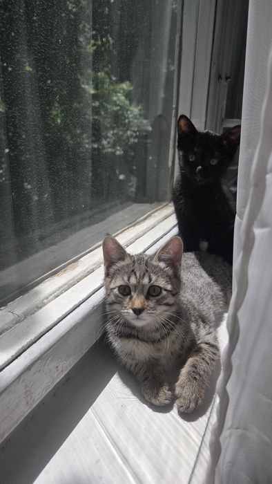 Отдам котят 3 месяца