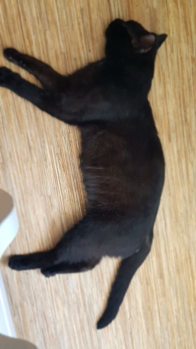 стерилизованный кот