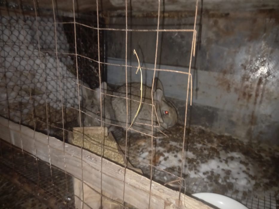 Продам кроликов разного возраста