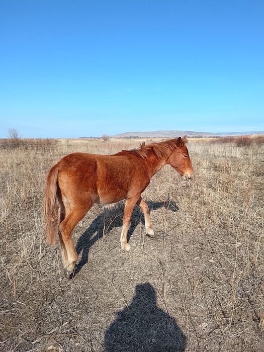 Продам жеребчика