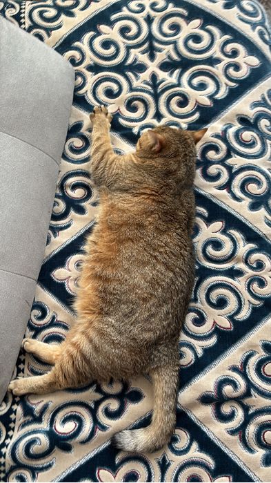 отдаю бесплатно кошку