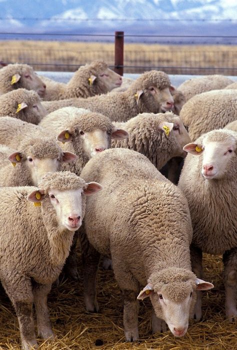 Quy qurasi profildan yasalgan judaham baquvvat